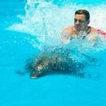 Swimming-With-Dolphin--Sharm-El-Sheikh