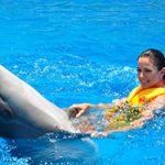 Prices-for-swimming-with-dolphins-in-Sharm-El-Sheikh