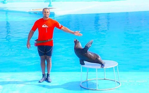 fur-seals-dolphin-sharm