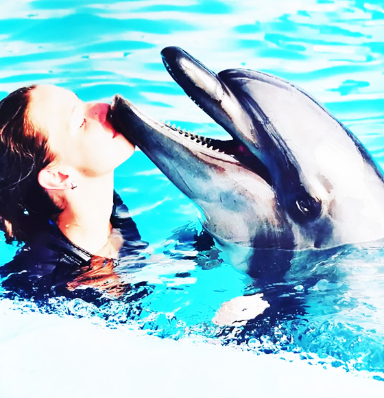 Swimming with dolphin sharm
