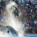 Dolphin-Show-Sharm-El-Sheikh