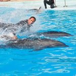 Dolphin-entertainment-shows-sharm