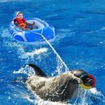 Dolphin-show-prices-in-Sharm